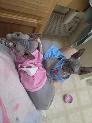 Bezaubernde Sphynx-Kätzchen suchen ein neues Zuhause