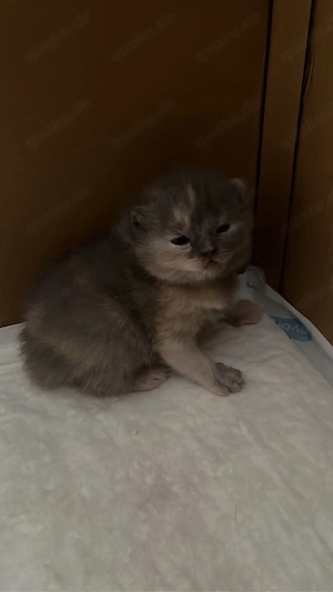 BKH kitten