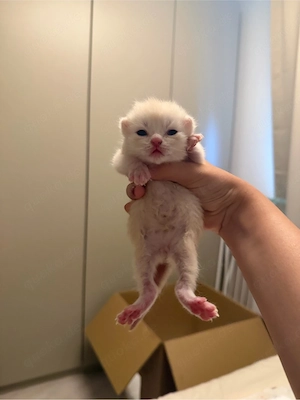 Bkh kitten