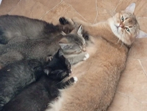 bkh mix kitten abzugeben