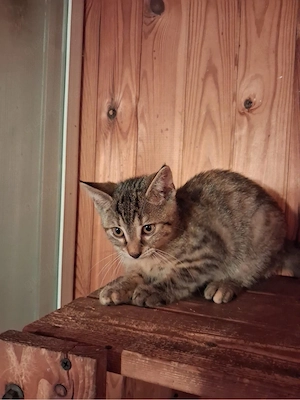 wunderschöne Katzenkinder