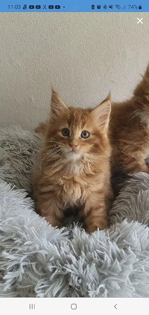 Maine Coon Kitten
