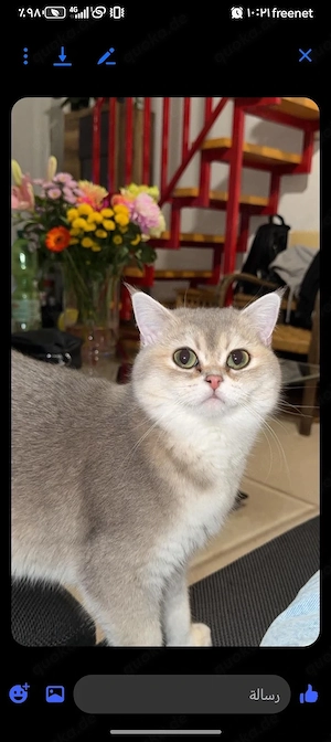 BKH golden shaded Katze ohne Stammbaum 