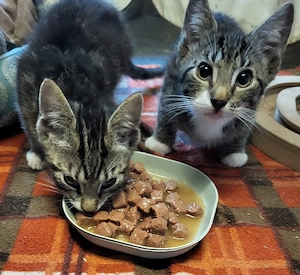 zwei Brüder kitten