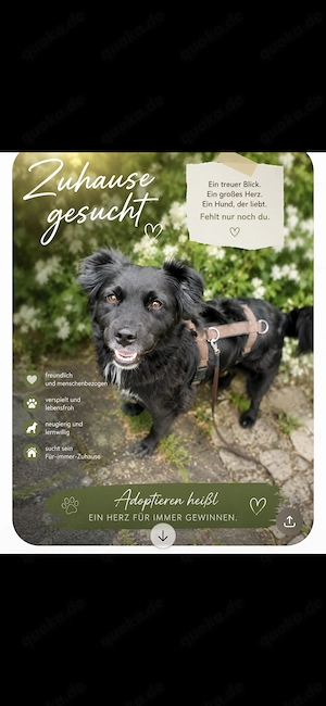 Benji sucht sein Für-immer -Zuhause
