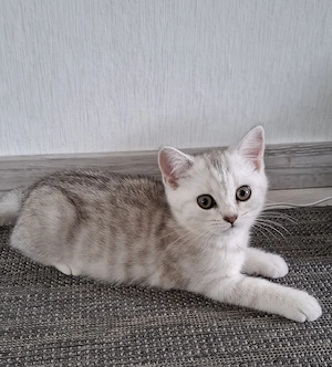 Bkh kitten 