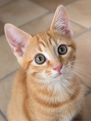 katzen baby roter kater mit Starter packet 