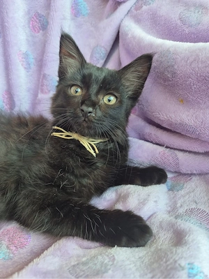 Katzenmädchen suchen ein Zuhause