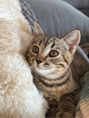 BKH Tabby Tigerchen