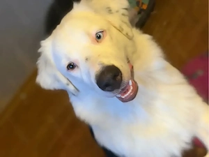 Australian shepherd 5 6 Monate