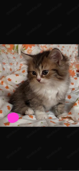 Bkh Heilige Birma mix Kitten