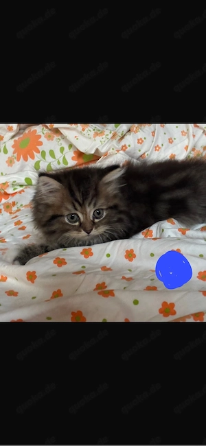 Bkh Heilige Birma mix Kitten