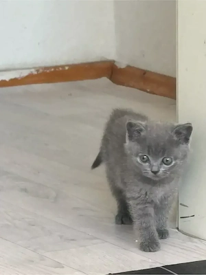 bkh katzen zu verkaufen 