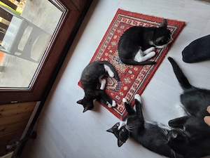 3 Babykatzen abzugeben 2 Männchen 1 Weibchen 