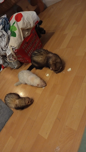 Baby Frettchen suchen ein neues zu Hause