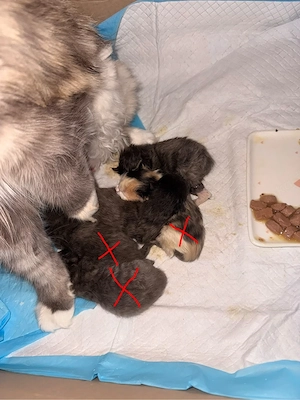 main coon baby's