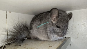 Chinchilla Jungtiere und Senioren 