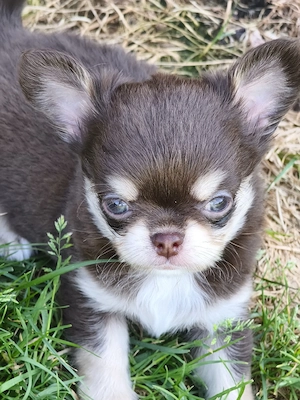 Typvolle Langhaar Chihuahuas mit Ahnentafel 