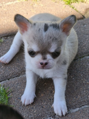 Typvolle Kurzhaar Chihuahua Rüden mit Ahnentafel 