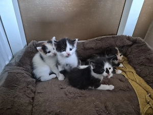 Baby Katzen