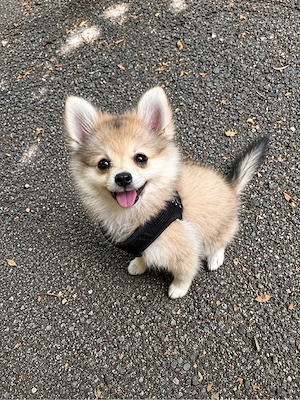 Zwergspitz Welpe (Pomeranian) Hündin