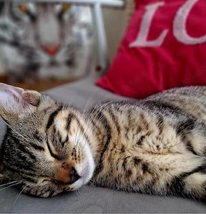 Bengal-Mix