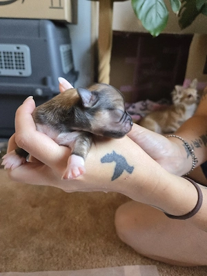 Chihuahua Rüde 