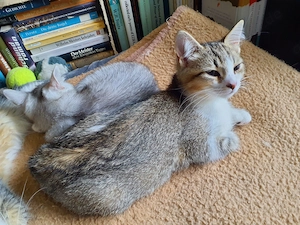 BKH-Mix Kätzchen   Kitten, auszugsbereit 
