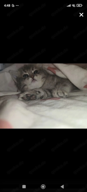 BKH katze sucht neue Zuhause 