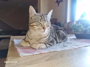 Süßer Kater 12  13 Monate stubenrein