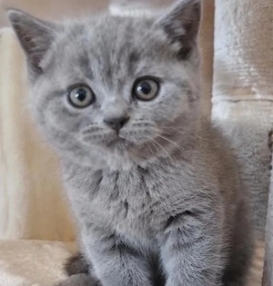 süßes BKH Katzenbaby   Kitten abzugeben