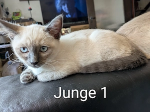Reinrassige Siam Kitten 