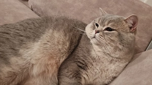 Britisch Kurzhaar Kater zu verkaufen