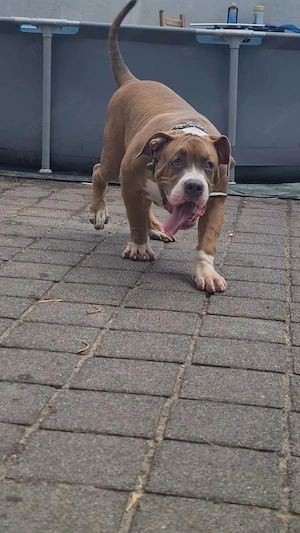 American Bully XL