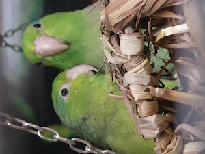 SUCHE Sperlingspapagei Männchen DRINGEND