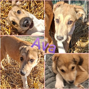 ava sucht ab oktober 