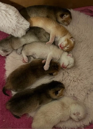 Reinrassige Britisch Kurzhaar  Kitten suchen ein liebevolles zu Hause