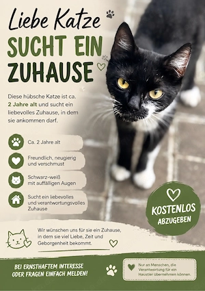 katze sucht ein neues Zuhause