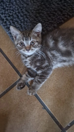 BKH  kitten