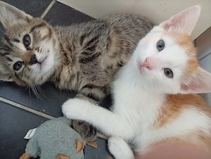 mix kitten 