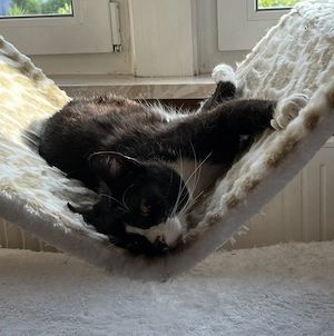 Toby ( 2021 +|- 1 Jahr)