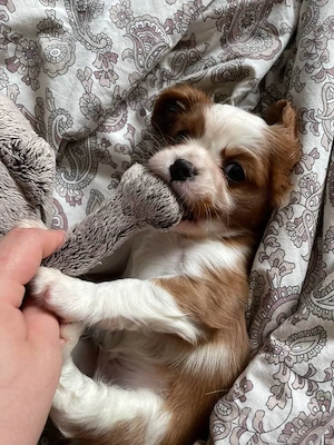 Cavalier King Charles Spaniels suchen ein liebevolles Zuhause für immer!