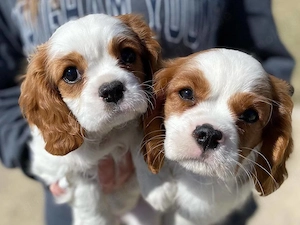 Cavalier King Charles Spaniels suchen ein liebevolles Zuhause für immer!