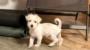 Bichon Welpe 9 W.