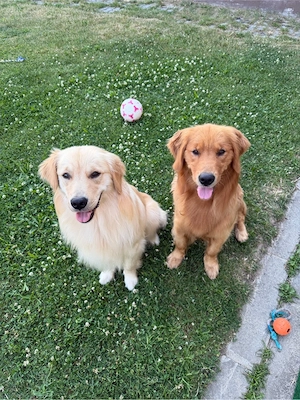 Golden Retriever Amerikanische linie 100% 