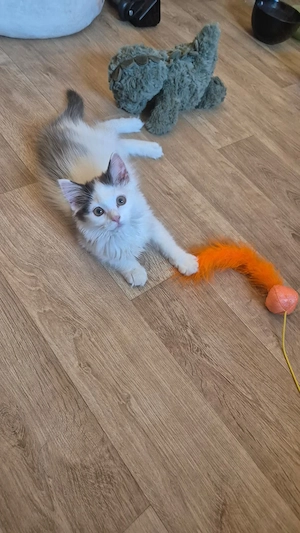 norwegische Waldkatze Kater