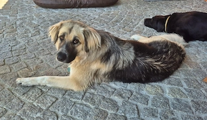 Für-immer-Zuhause   gesucht für LINDA - wartet in PLZ 90596