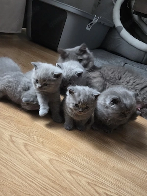 bkh ketten 