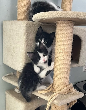 Kitten Katzenbabys