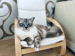 Ragdoll Deckkater Bild 2